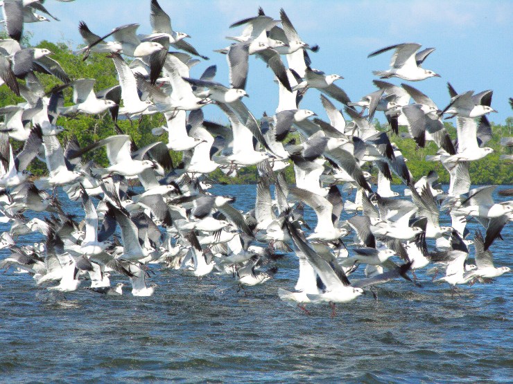 DSCN0340 Chiapas Edit 1